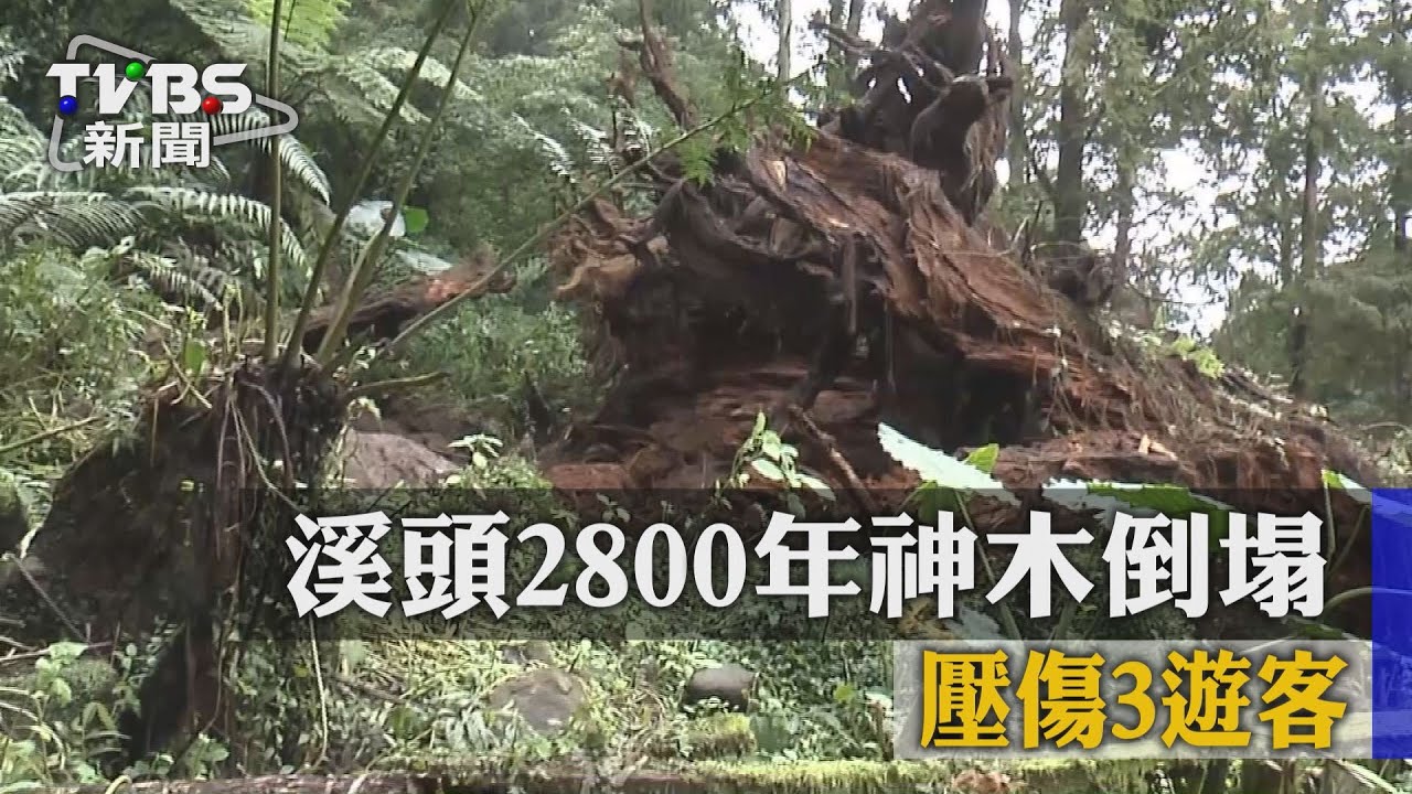 溪頭2800年紅檜神木倒塌 壓傷3遊客