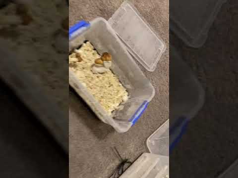 importance of lighting when growing mushrooms