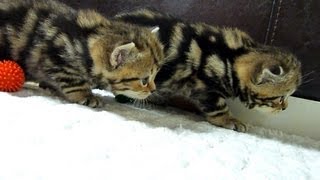 Cutest Cat Moments. Crouching Tigers stalking