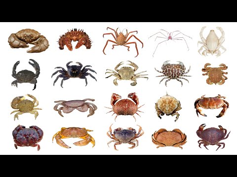 🦀 Different Types Of Crab | Species Of Crab | PART 1