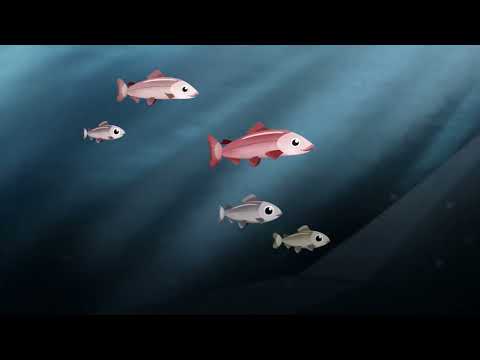 Lachs: Ein Langdistanzwanderer