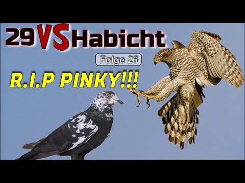 Brutaler Angriff aus der Luft – Habicht erwischt Taube Pinky! Kommt Pinky zurück?