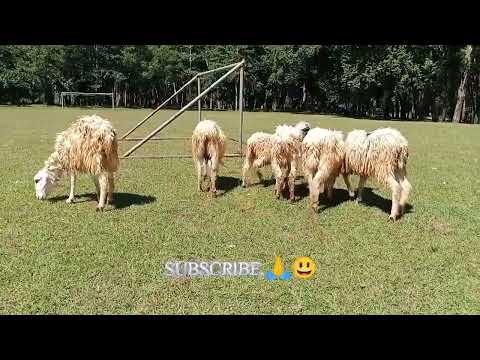 , title : 'Asyiknya Angon Domba Di Lapangan ~ Herding Sheep In The Field'