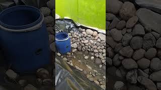 Download lagu Kolam KOI Natural menggunakan Geomembran #koi #kolam #nature #natural #geomembrana mp3 Download lagu Kolam KOI Natural menggunakan Geomembran #koi #kolam #nature #natural #geomembrana mp3