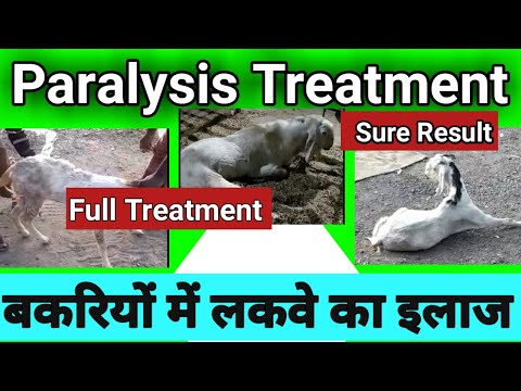 goat paralysis treatment medicine for goat paralysis treatment bakri ko laqwa ka ilaj goat treatment