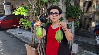 蘋果絲瓜的種植和烹調。