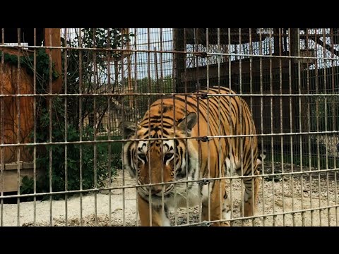 Big Run Wolf Ranch in 4K Ultra HD