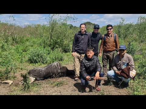 MUTILACIÓN DE GANADO EN GENERAL SAN MARTIN- CHACO