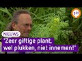 Zeer giftige plant rukt op in Gelderland door klimaatverandering
