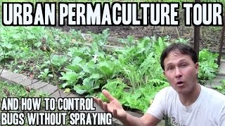 Urban Permaculture Tour plus How to Control Bugs without Spraying Anything