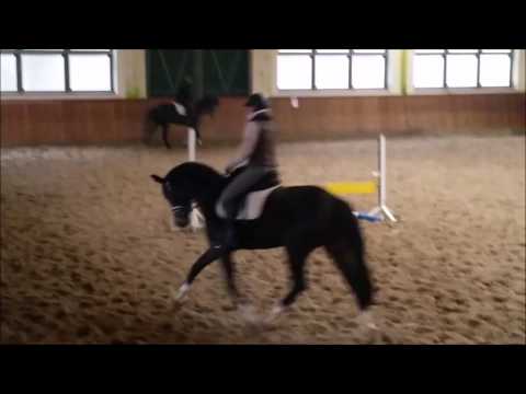 Staatsprämienanwärterin San-Amour - Diamond Hit - Donnerhall