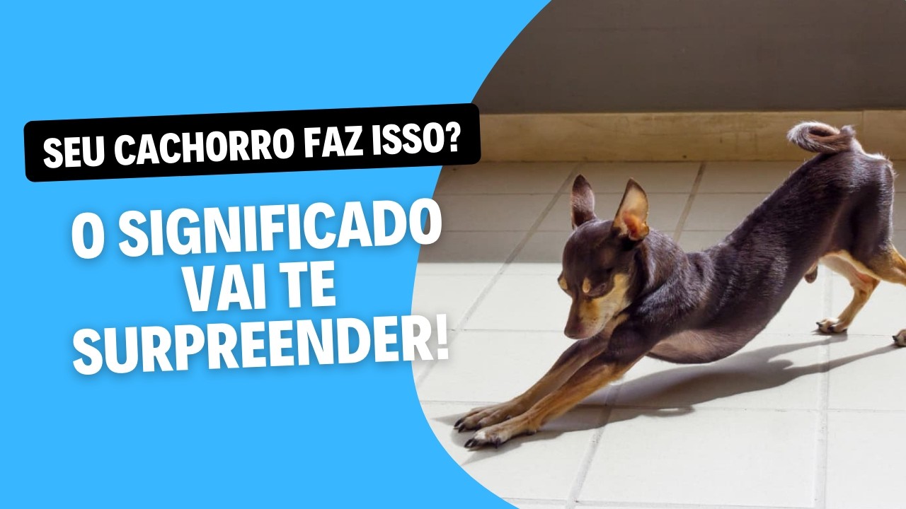 Você sabia? Seu cachorro se alonga para demonstrar....