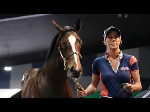 2022 Magic Millions Gold Coast National Weanling Sale - Day One