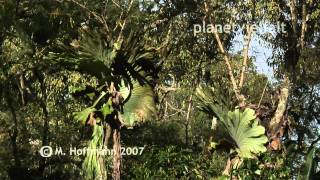 preview picture of video 'Geweihfarn Platycerium in Sekundärwald bei Wau, Papua-Neuguinea, elkhorn ferns'