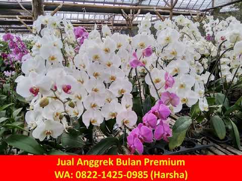 WA :0822 -1425- 0985 Jual Anggrek Bulan Premium Di Palangkaraya #jualanggrekbulan#jualbungaanggrek