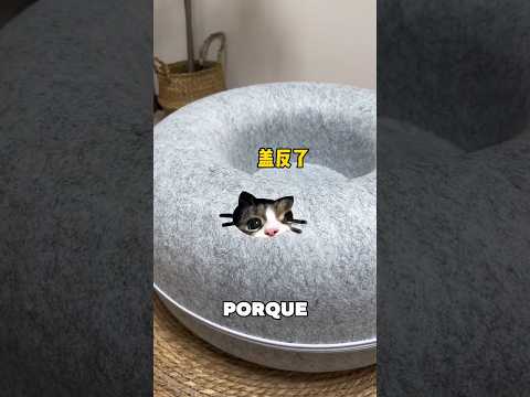 El gato quería la cama, pero no la hora de dormir que venía con ella 😂 #shortvideo