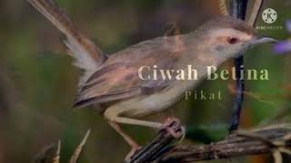 Download lagu Suara Ciblek Sawah Betina Pikat Manggil Jantan mp3