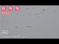 鳥天国 羽田空港 JAL B767 JA659J JL900 OKA HND RWY22 Landing バードさん大活躍