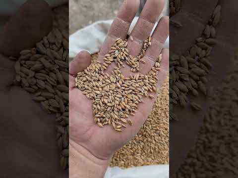 фото тритикале 0