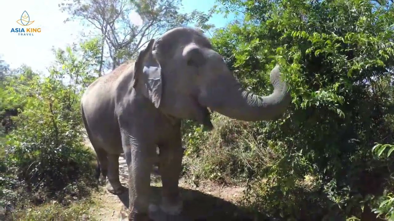 Kulen Elephant Forest, Siem Reap, Cambodia