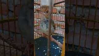 Download lagu Prenjak betina tir panjang (engkel) mp3 Download lagu Prenjak betina tir panjang (engkel) mp3