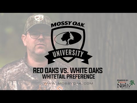 Red Oaks vs. White Oaks - What Makes One More Attractive Than The Other