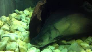 preview picture of video 'ปลากราย ณ อาคารแสดงพันธ์ปลา สวนนกชัยนาท (spotted feather back fish)'