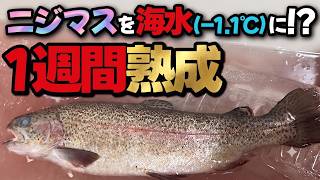 【常識崩壊】血抜き不要！釣り堀のニジマスを-1.1℃の海水に1週間漬け込んだら…驚きの結果に！