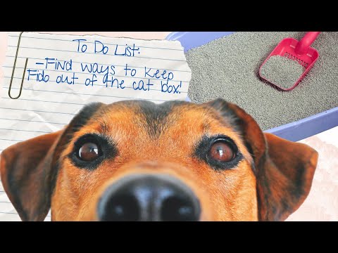 Stop Your Dog from Eating Cat Poop: A Guide to Litter Box Management