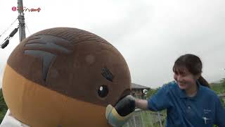 2026/7/7放送・知ったかぶりカイツブリにゅーす