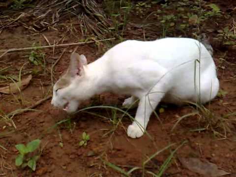Grass eating cat