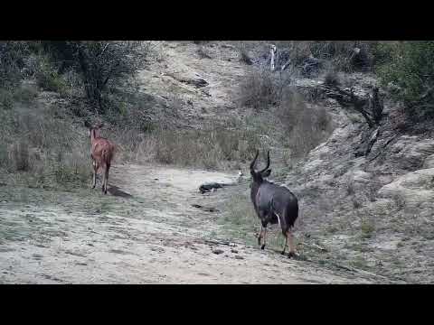 Djuma: Nyala bull and female drink at dam - 12:36 - 09/28/2022