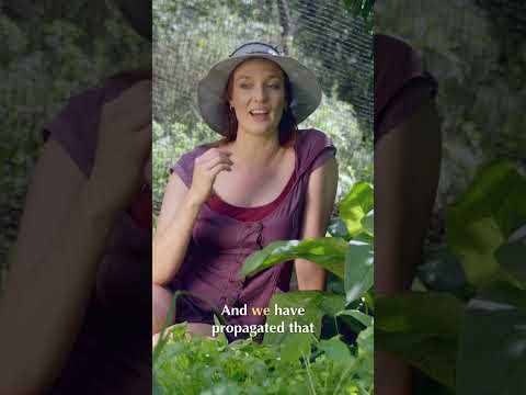 Growing Comfrey The Ultimate Fertilizer Plant Guide