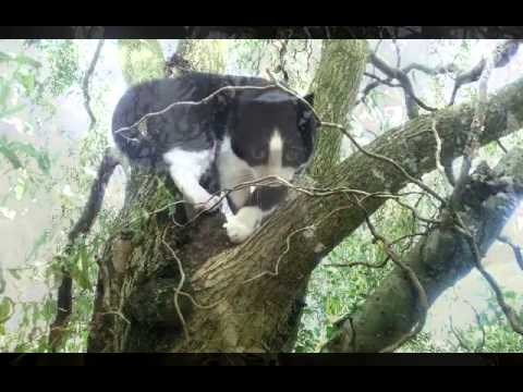 A mindful cat moment .