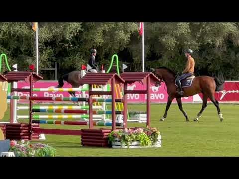 Prestige (Pilothago x Querly-Elvis)