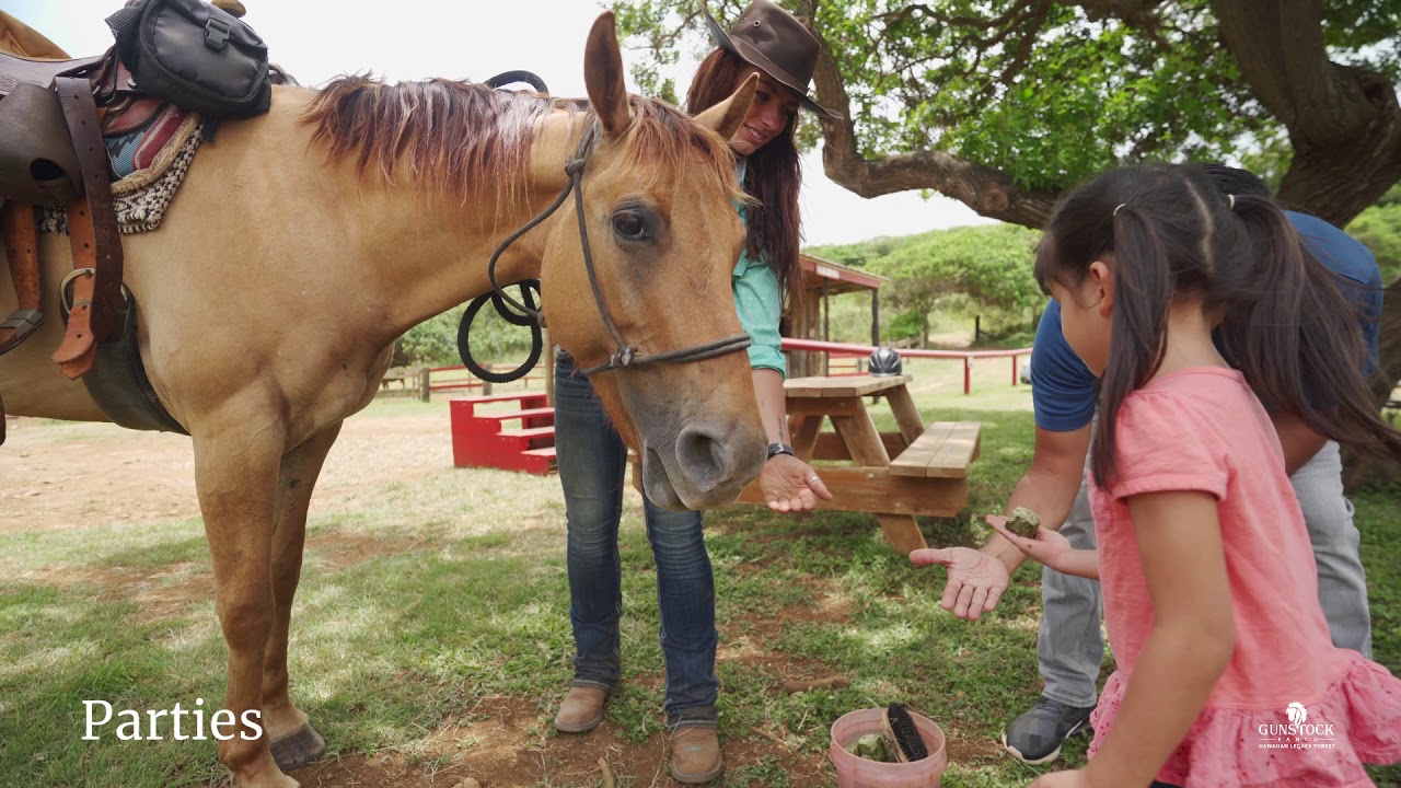 Why do Quarter Horses hang their heads? Tipseri