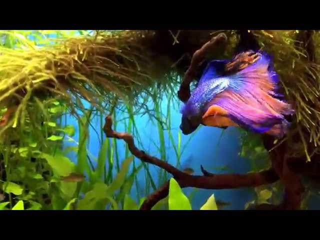 40 liter Betta fish aquarium
