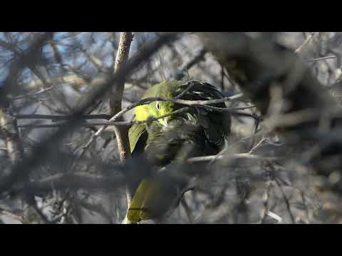 White-bellied green pigeon Jeju Korea