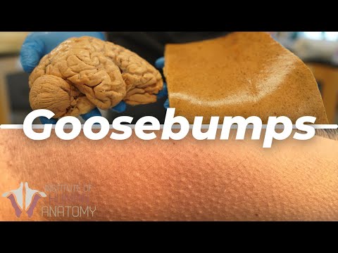 What Are Goosebumps??