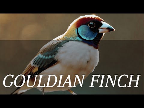 Learn How to Pronounce 'Gouldian Finch'! Correctly (Bird Pronunciation)
