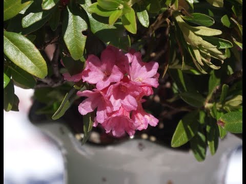 Das war das Fest zur Almrauschblüte am 29. Juni 2025 auf der Reiteralm!