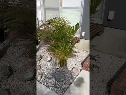 匍匐性のロックガーデンの植物: カラフルなロックガーデン用の見事な花を咲かせる常緑の多年草10本  庭園