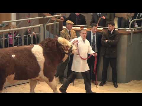 Simmental Bulls (top 14 prices 7,000 gns - 18,000 gns) at Stirling Bull Sales - February 17th 2020