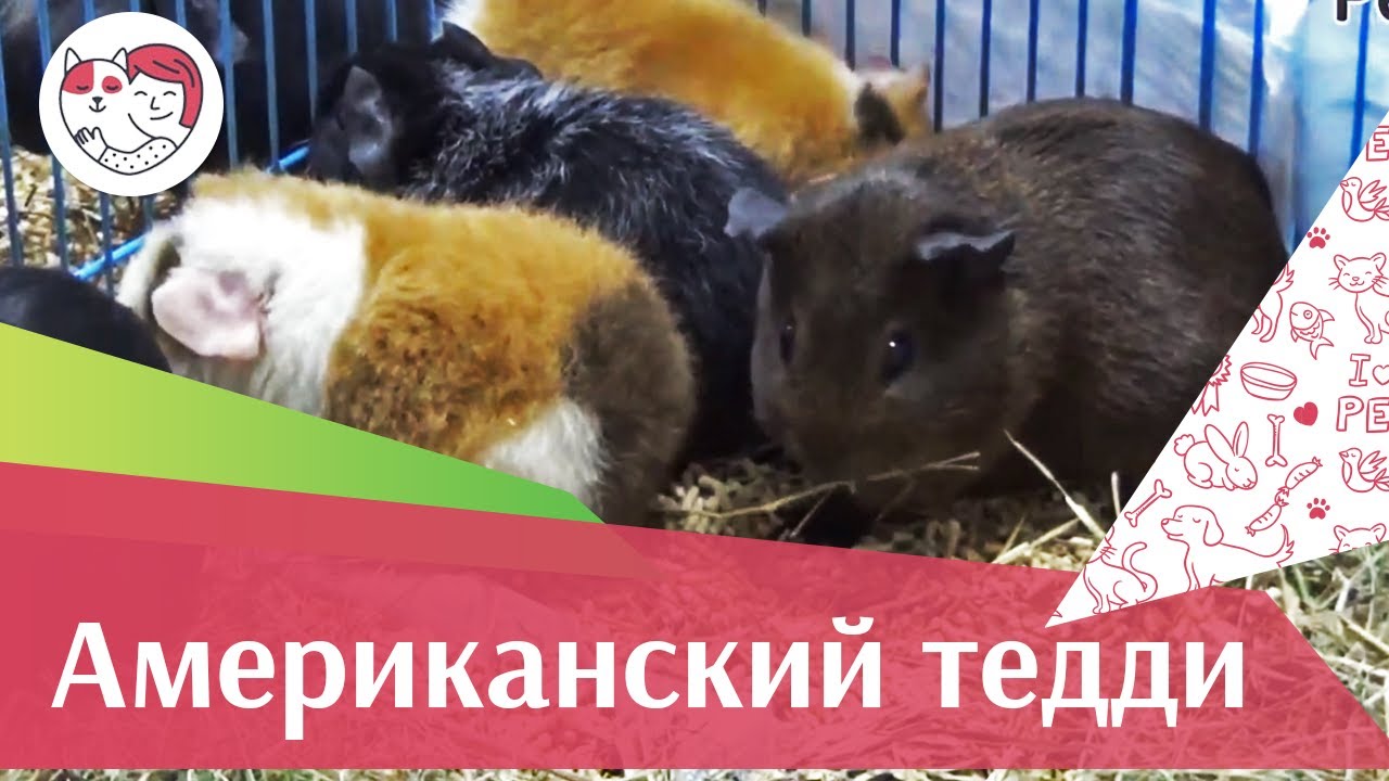Морская свинка породы Американский тедди. Особенности породы, уход на ilikepet