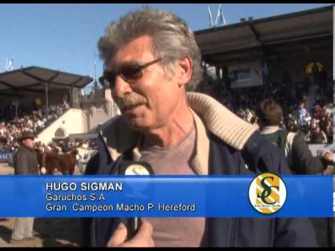 HUGO SIGMAN - Garruchos S A - Gran Campeon Macho P. Hereford - Expo Palermo 2013