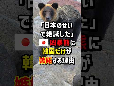 ｢日本のせいで絶滅した｣🇯🇵凶暴熊に韓国だけが嫉妬する理由　#海外の反応
