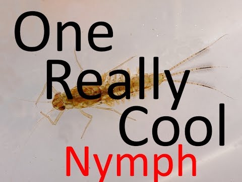 download lagu mp3 mp4 Coolnymph Com, download lagu Coolnymph Com gratis, unduh video klip Coolnymph Com