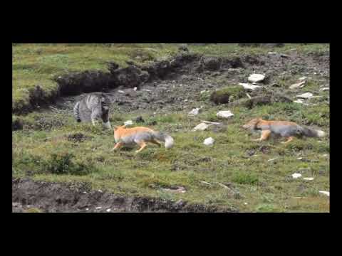 The battle of Tibetan foxes with a Pallas's cat in the mountains of China.