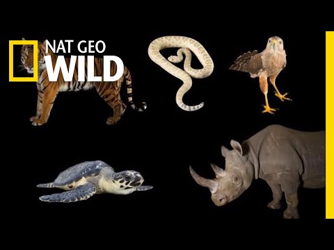 Meet Some of the World's Most Endangered Animals | Nat Geo Wild