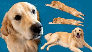 全ての素材が実在する犬で作られたゲーム【ゴールデンレトリバーと過ごす日々】